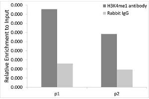 Chromatin immunoprecipitation analysis extracts of 293T cells, using MonoMethyl-Histone H3-K4 antibody (ABIN1872994) and rabbit IgG. (Histone 3 antibody  (H3K4me))