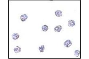 Immunocytochemistry of MPYS in A20 cells with MPYSat 5 μg/ml. (STING/TMEM173 antibody  (C-Term))