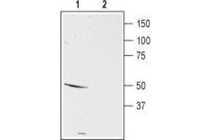 Western Blotting (WB) image for anti-Dopamine Receptor D5 (DRD5) (AA 199-211), (Extracellular) antibody (ABIN7043111)