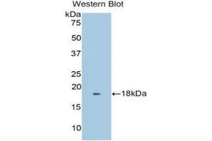 Western Blotting (WB) image for anti-Myoglobin (MB) (AA 1-154) antibody (ABIN1078380) (Myoglobin antibody  (AA 1-154))