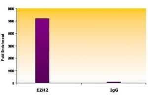 EZH2 antibody (mAb) tested by ChIP. (EZH2 antibody  (AA 353-451))