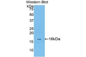 Western Blotting (WB) image for anti-Annexin A4 (ANXA4) (AA 36-157) antibody (ABIN1176341) (Annexin IV antibody  (AA 36-157))