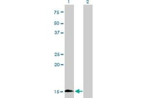 Western Blot analysis of HBZ expression in transfected 293T cell line by HBZ monoclonal antibody (M01), clone 3C4-1D5. (HBZ antibody  (AA 1-142))