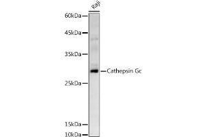 Western blot analysis of extracts of Raji cells, using Cathepsin G antibody (ABIN6127687, ABIN6139229, ABIN6139231 and ABIN6221273) at 1:500 dilution. (Cathepsin G antibody  (AA 21-255))
