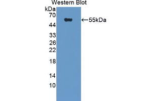 Figure. (DPP7 antibody  (AA 28-486))
