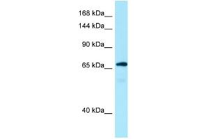 WB Suggested Anti-MON2 Antibody Titration: 1. (Mon2 antibody  (C-Term))