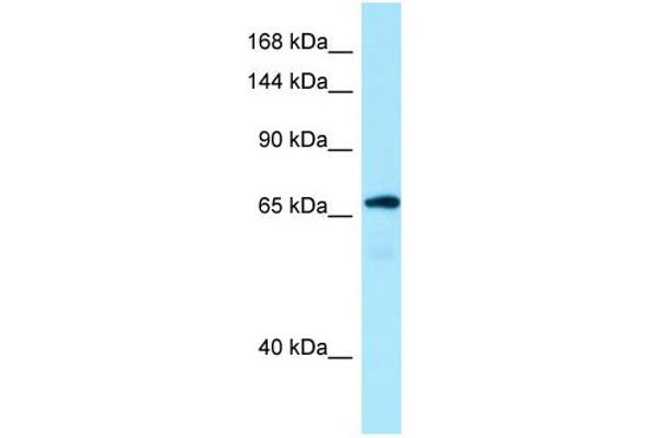 Mon2 antibody  (C-Term)