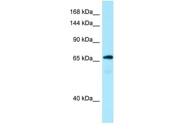 Mon2 Antikörper  (C-Term)