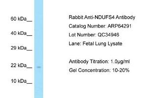 Western Blotting (WB) image for anti-NADH Dehydrogenase (Ubiquinone) Fe-S Protein 4, 18kDa (NADH-Coenzyme Q Reductase) (NDUFS4) (Middle Region) antibody (ABIN2789792)
