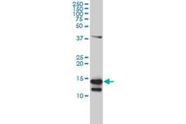 CD247 antibody  (AA 1-164)