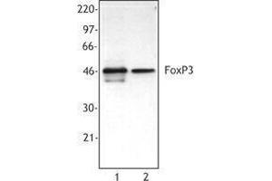 Western Blotting (WB) image for anti-Forkhead Box P3 (FOXP3) antibody (ABIN2666334) (FOXP3 antibody)