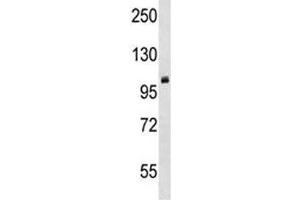 PRMT10 antibody western blot analysis in mouse cerebellum tissue lysate. (PRMT10 antibody  (AA 39-68))