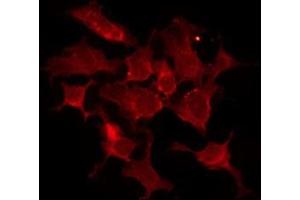 ABIN6278602 staining Hela by IF/ICC. (OR13C2/13C9 antibody)
