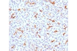 Immunohistochemistry (IHC) image for anti-Cystic Fibrosis Transmembrane Conductance Regulator (ATP-Binding Cassette Sub-Family C, Member 7) (CFTR) antibody (ABIN3024585)