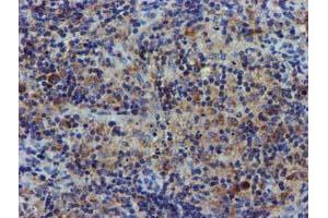 Image no. 8 for anti-Coiled-Coil-Helix-Coiled-Coil-Helix Domain Containing 5 (CHCHD5) (AA 1-110) antibody (ABIN1490560) (CHCHD5 antibody  (AA 1-110))