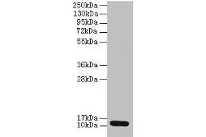 Western blot All lanes: S100A4 antibody at 2 μg/mL + A549 whole cell lysate Secondary Goat polyclonal to rabbit IgG at 1/10000 dilution Predicted band size: 12 kDa Observed band size: 12 kDa (S1A4 (AA 2-101) antibody)