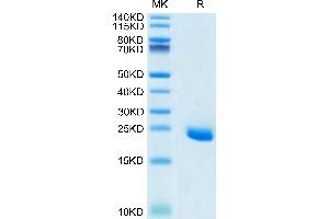 Human Ephrin-A4 on Tris-Bis PAGE under reduced condition. (EFNA4 Protein (AA 26-171) (His tag))