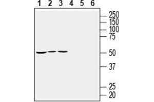 Western blot analysis of mouse heart membranes (lanes 1 and 4), rat heart lysate (lanes 2 and 5) and rat brain lysate (lanes 3 and 6): - 1-3.