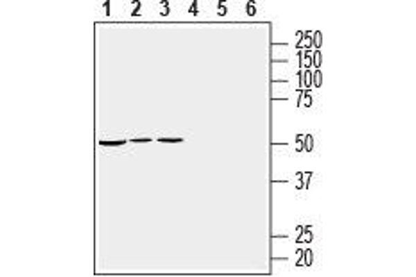 RIC3 anticorps  (C-Term, Intracellular)