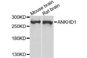 Western blot analysis of extracts of various cell lines, using ANKHD1 antibody. (ANKHD1 antibody  (AA 1620-1800))