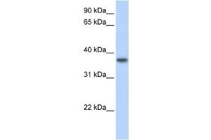 Western Blotting (WB) image for anti-Transmembrane Protein 173 (TMEM173) antibody (ABIN2459160)