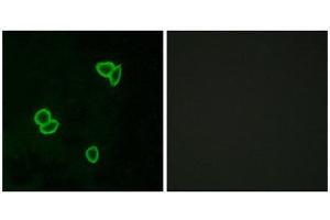 Immunofluorescence (IF) image for anti-Latrophilin 1 (LPHN1) (Internal Region) antibody (ABIN1853061) (Latrophilin 1 antibody  (Internal Region))