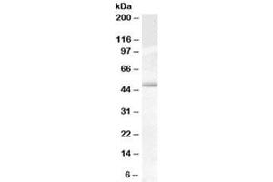 Western blot testing of human testis lysate with Actin-like 7B antibody at 0. (Actl7b antibody)