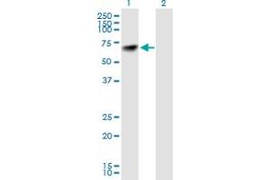 NARS antibody  (AA 1-548)
