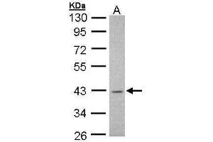 WB Image Sample (30 ug of whole cell lysate) A: H1299 10% SDS PAGE antibody diluted at 1:1000 (MSI1 antibody  (Center))