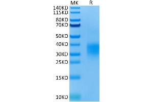 Mouse GITR/TNFRSF18 on Tris-Bis PAGE under reduced condition. (TNFRSF18 Protein (AA 22-153) (His tag))