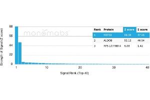 Analysis of Protein Array containing more than 19,000 full-length human proteins using MEF2B-Monospecific Mouse Monoclonal Antibody (PCRP-MEF2B-2F9). (MEF2B antibody)