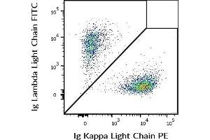 Flow cytometry multicolor surface staining of human CD19 positive B cells using anti-human Ig Kappa Light Chain (TB28-2) PE (c = 5 μg/mL) and anti-human Ig Lambda Light Chain (1-155-2) FITC (c = 5 μg/mL) antibodies.