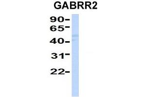 Host:  Rabbit  Target Name:  GABRR2  Sample Type:  Human Fetal Liver  Antibody Dilution:  1. (GABRR2 antibody  (Middle Region))