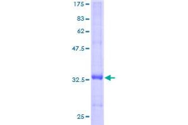 FXYD3 Protein (AA 21-87) (GST tag)