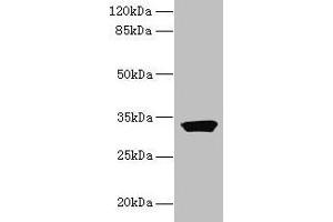 Western blot All lanes: ODF3L1 antibody at 3 μg/mL + HT29 whole cell lysate Secondary Goat polyclonal to rabbit IgG at 1/10000 dilution Predicted band size: 32 kDa Observed band size: 32 kDa (ODF3L1 antibody  (AA 1-274))