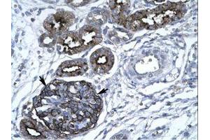 Image no. 1 for anti-GA Binding Protein Transcription Factor, alpha Subunit 60kDa (GABPA) (AA 359-408) antibody (ABIN203144) (GABPA antibody  (AA 359-408))