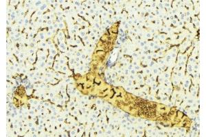 ABIN6275345 at 1/100 staining Mouse liver tissue by IHC-P. (EHHADH antibody  (Internal Region))
