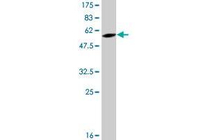 Western Blot detection against Immunogen (52. (Endothelin 3 antibody  (AA 1-238))