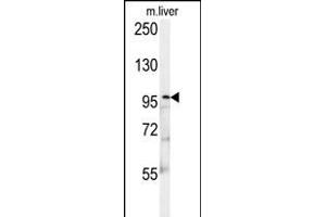 KIF9 Antibody (C-term) (ABIN652134 and ABIN2840560) western blot analysis in mouse liver tissue lysates (15 μg/lane). (KIF9 antibody  (C-Term))
