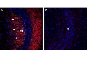 Expression of Synaptophysin in mouse hippocampus. (Synaptophysin antibody  (Intravesicular Loop))