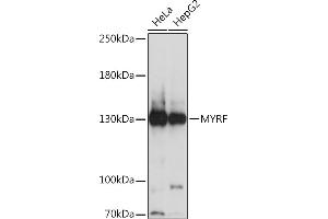 Western blot analysis of extracts of various cell lines, using MYRF Rabbit pAb (ABIN7266372) at 1:1000 dilution. (Chromosome 11open Reading Frame 9 (C11orf9) (AA 1-100) antibody)