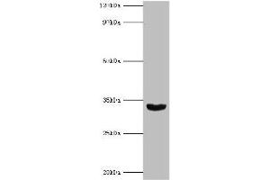 Western blot All lanes: Homeobox protein Hox-B1 antibody at 9 μg/mL + Mouse liver tissue Secondary Goat polyclonal to rabbit IgG at 1/10000 dilution Predicted band size: 33, 25 kDa Observed band size: 33 kDa (HOXB1 antibody  (AA 35-180))