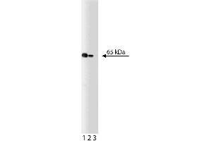 Western blot analysis of NF-kappaB p65 on a Jurkat lysate. (NF-kB p65 antibody  (AA 136-224))