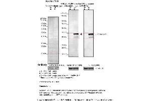 Sample Type: 1. (RAB9A antibody  (Middle Region))