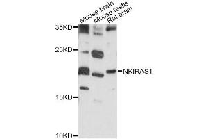 Western blot analysis of extracts of various cell lines, using NKIRAS1 antibody (ABIN6292138) at 1:1000 dilution. (NKIRAS1 antibody)