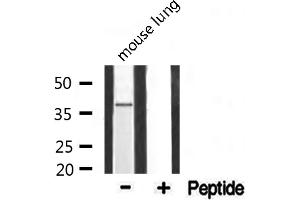 Western blot analysis of extracts from mouse lung, using 5-HT-1F antibody. (HTR1F antibody  (Internal Region))