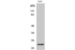Western Blotting (WB) image for anti-Cerebellin 2 Precursor (CBLN2) (C-Term) antibody (ABIN3174353) (CBLN2 antibody  (C-Term))