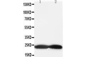 Western Blotting (WB) image for anti-BCL2-Antagonist/killer 1 (BAK1) (AA 74-95), (Middle Region) antibody (ABIN3044400)