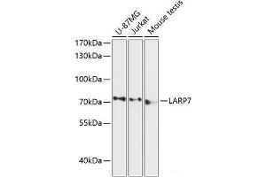 Western blot analysis of extracts of various cell lines using LARP7 Polyclonal Antibody at dilution of 1:3000. (LARP7 antibody)