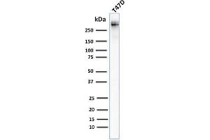 Western Blotting (WB) image for anti-Mucin 1 (MUC1) antibody (ABIN6940096)